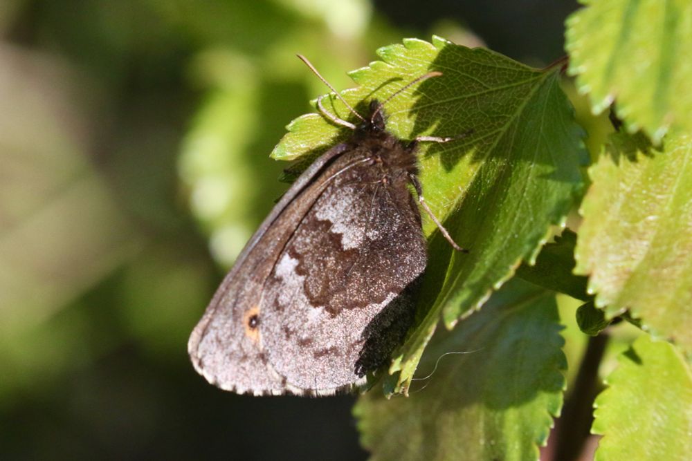 Arctic Ringlet, Erebia disa