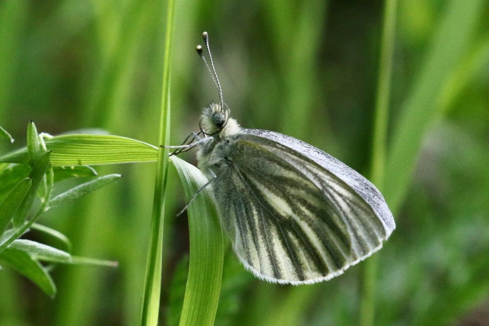 Green-veined White, Pieris napi adalwinda, Målselva, river, near Moen, Troms go Finnmark, Norway 24/05/25