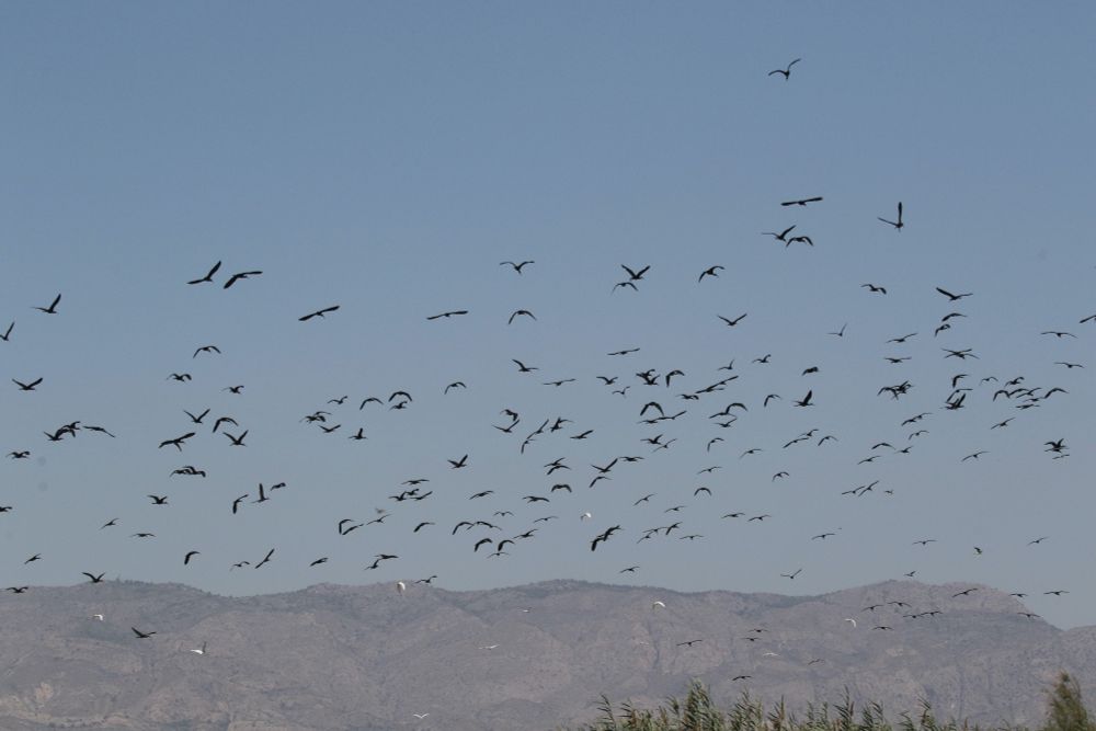A small part of a huge flock of Glossy Ibis, El Fondo Parc Natural, Crevillent, Alicante, Spain. August 2012