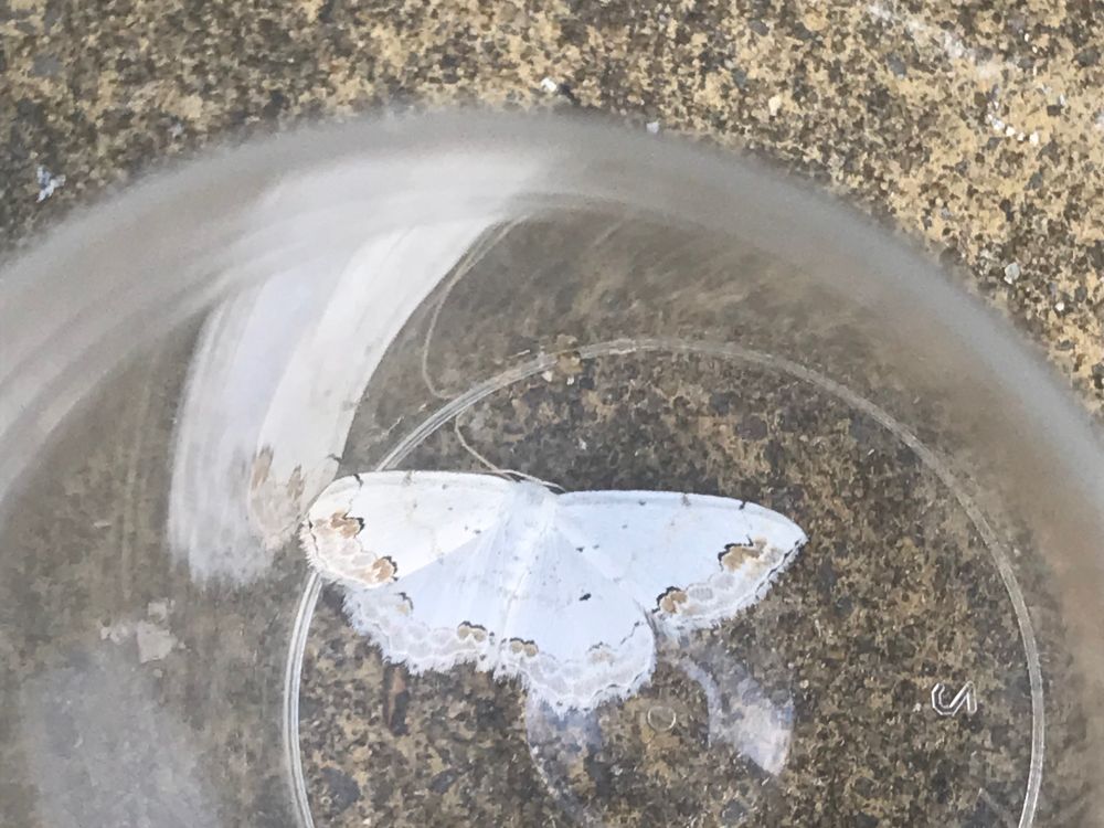 Lace Border, Scopula ornata, from The White Cliffs, Dover