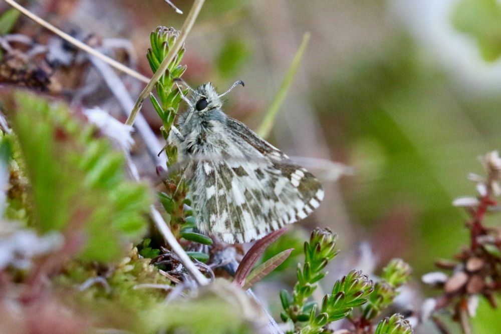 Northern Grizzled Skipper, Pyrgus centaureae.
