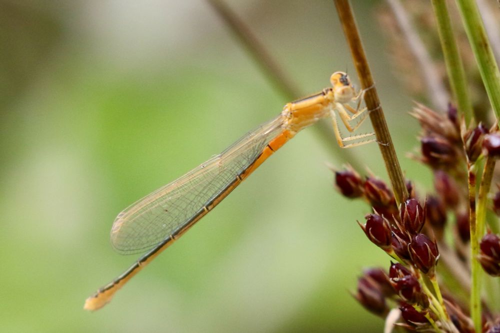 Immature ♀️Scarce Blue-tailed Damselfly, I. pumilio, Dragonfly Pond Fields, Sandwich Bay Bird Observatory Trust. 15th July 2025