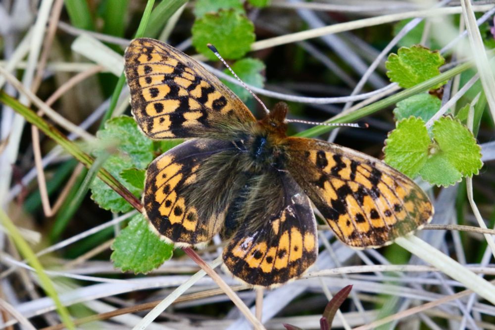 Frigga's Fritillary, Bolaria frigga.