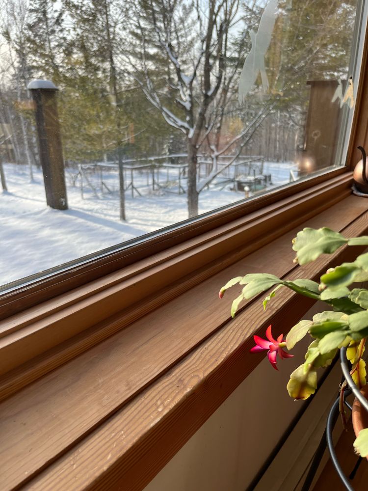 Snow on the ground. 17 below windchill. Christmas cactus just blooming. 
