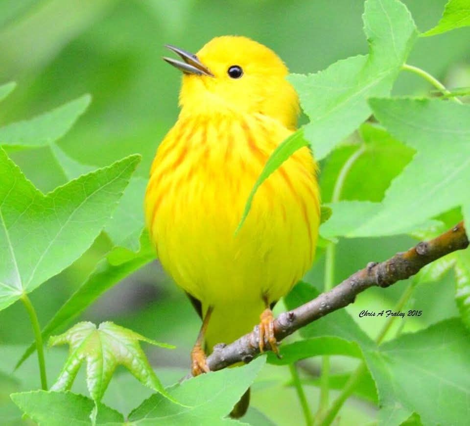 Yellow Warbler (Setophaga petechia) in New Jersey, USA by Chris A. Fraley.