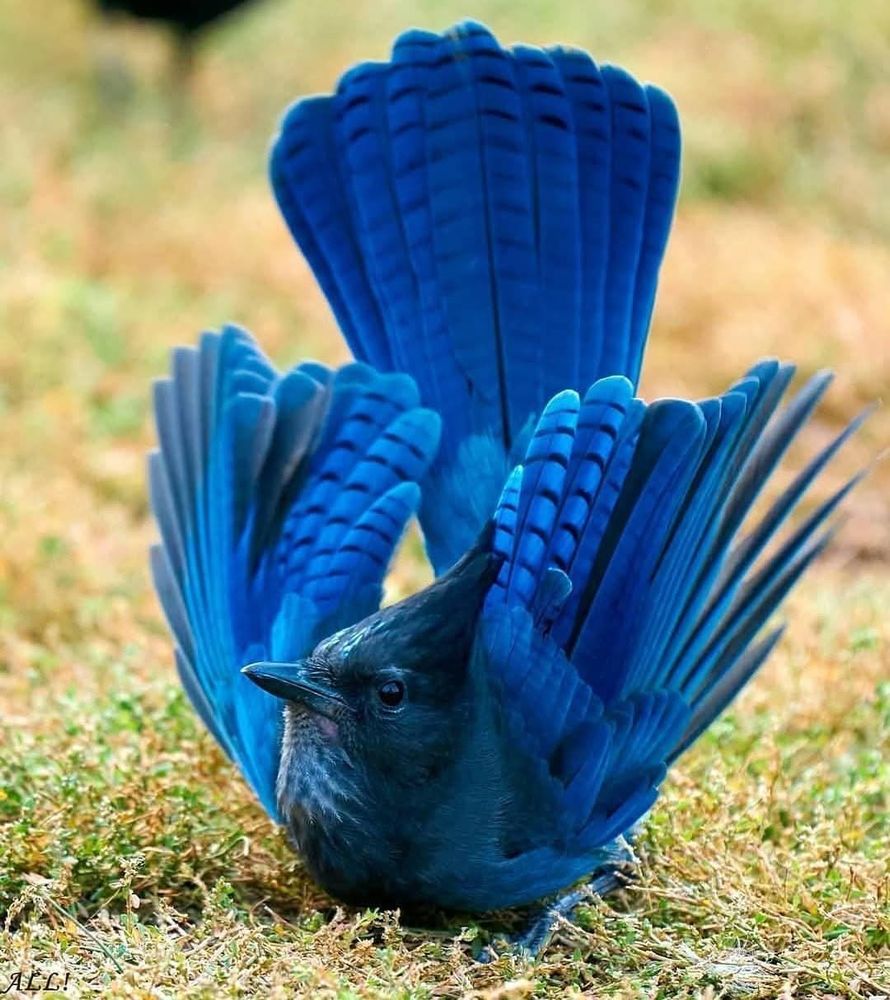 Stellar's Jay.

Photographer: Warren Griffin. Deep blue Stellar's Jay with wi m gs spread