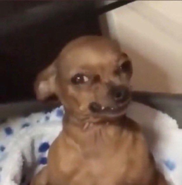 a chihuahua wincing