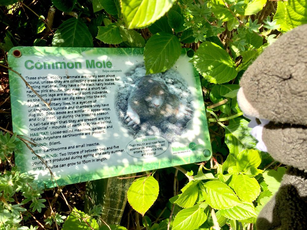 Plushy mole reading a nature sign next to a hedge: 
“Common Mole, Talpa europaea.
These short, stocky mammals are rarely seen above ground, unless they are collecting grass and leaves for nesting material. They have solld black hairy bodies, narrow pink snouts, tiny eyes and a short tall.
Their front legs are short and point outwards, so the huge claws can dig easily Into the soll.
Moles live solitary lives, in a system of underground tunnels and chambers they have dug out. Both sexes are similar in appearance, and only meet up during the breeding season.
A tell-tale sign that they are present are the
'molehills' - mounds of earth they leave behind.
HABITAT: Loose-soiled meadows, gardens and fields. Anywhere earthworms are present.
SOUND: Silent
DIET: Earthworms and small insects.
OFFSPRING: Two litters of between two and five young are produced during spring and early summer.
SIZE: Adults can grow to 15cm In length.”