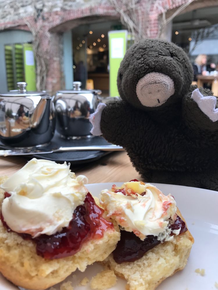 Plain scone, strawberry jam first, Roddas Cornish clotted cream, a stainless steel pot of tea - and Moley!
Cafe courtyard ambience with vines on brickwork arches behind.