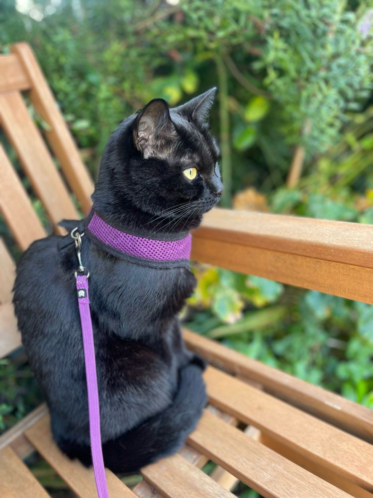 Black Puss on a lead sat on a wooden garden bench 