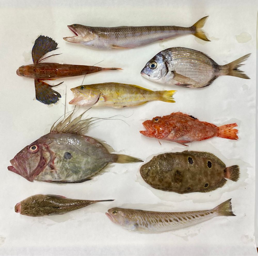 Nine Mediterranean Fish Species