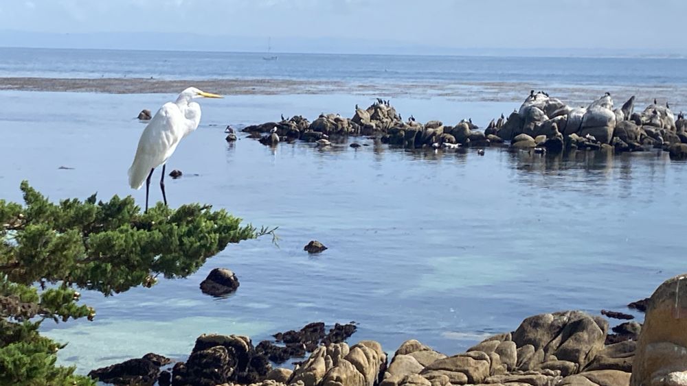 A view of the coastline at Hopkins Marine Station, Pacific Grove, California