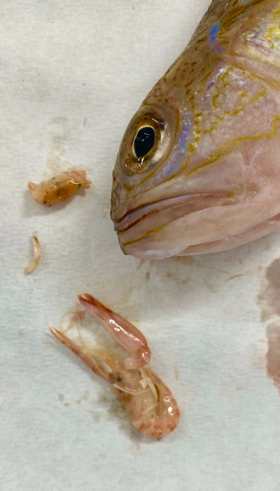 Trachinus draco and its decapod prey