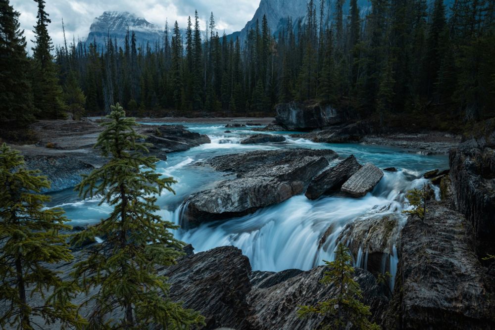 rocky river surrounded by an evergreen forest