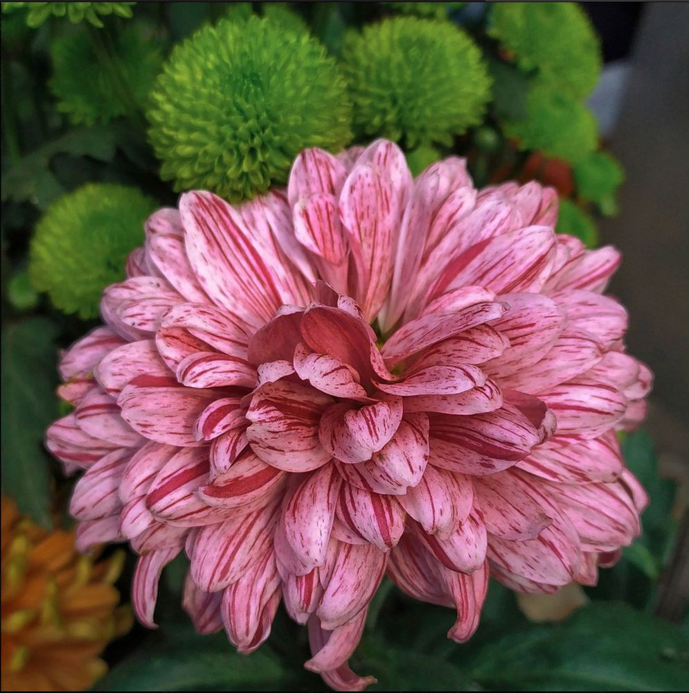 Pink flower with slight reddish stripes on it. A Dahlia