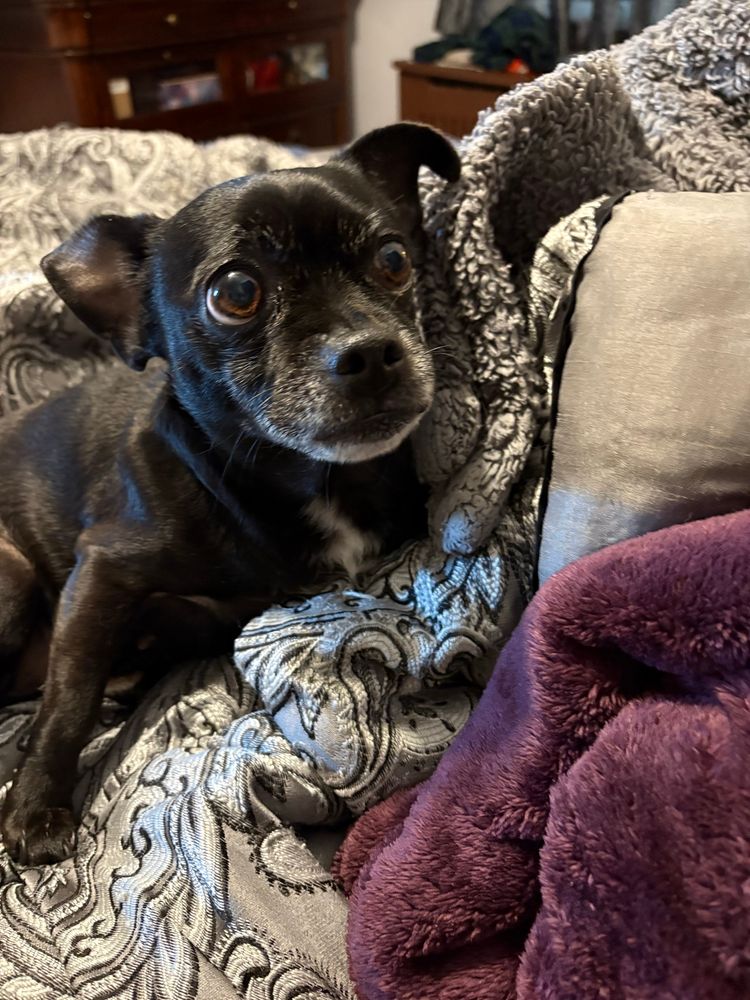 The world’s cutest dog looks at you with big brown eyes. 
