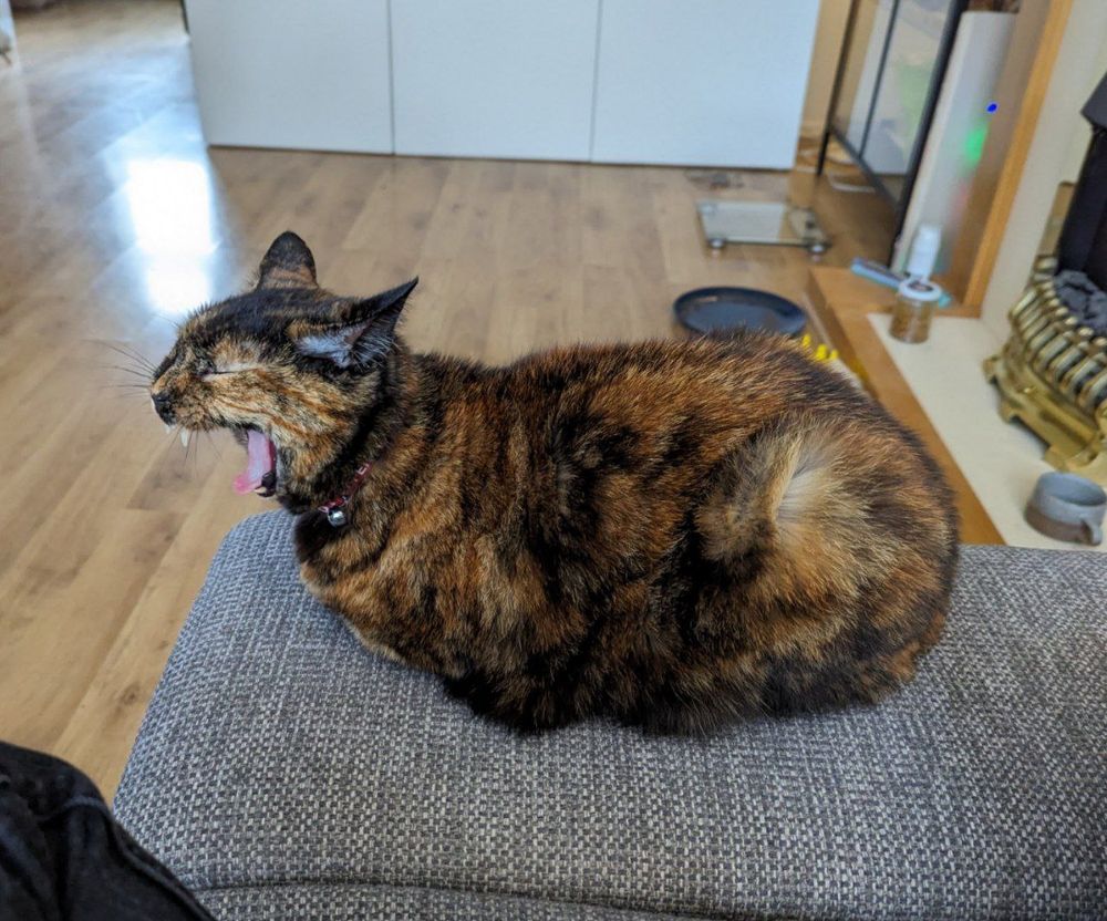 Tortoiseshell cat loafing, mid-yawn with her mouth wide and face scrunched up.