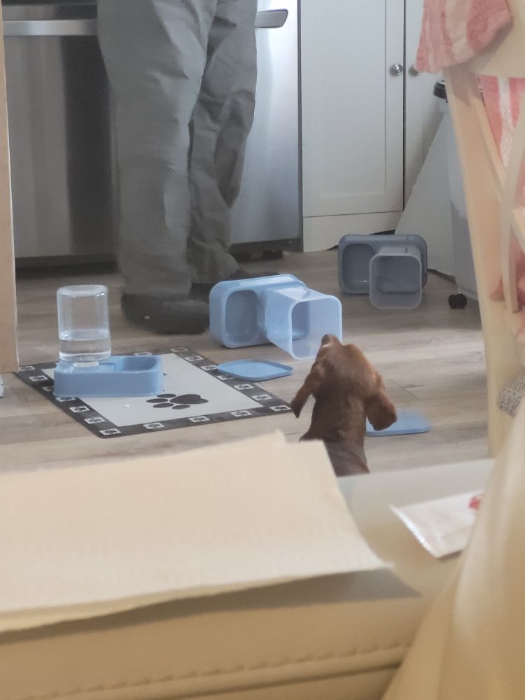 In the foreground you see the back of a little brown dachshund's head. He's staring at dad (whose legs we can see in the background) after throwing his food dishes around because they were empty. You can see the empty food dishes laying on the ground, lids knocked off.