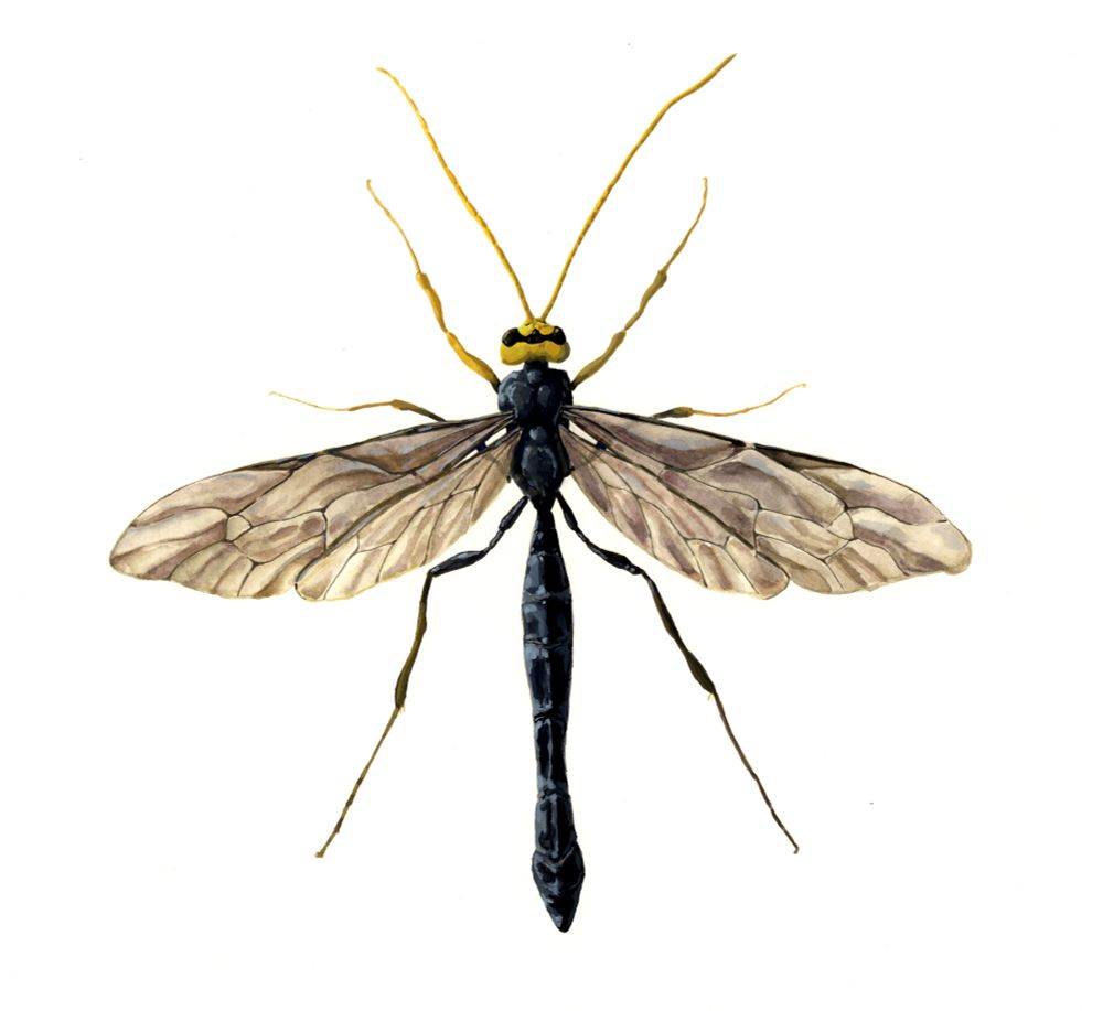 Painting of Megarhyssa atrata (giant black ichneumoid wasp) from the top down, in an unnatural pinned position 