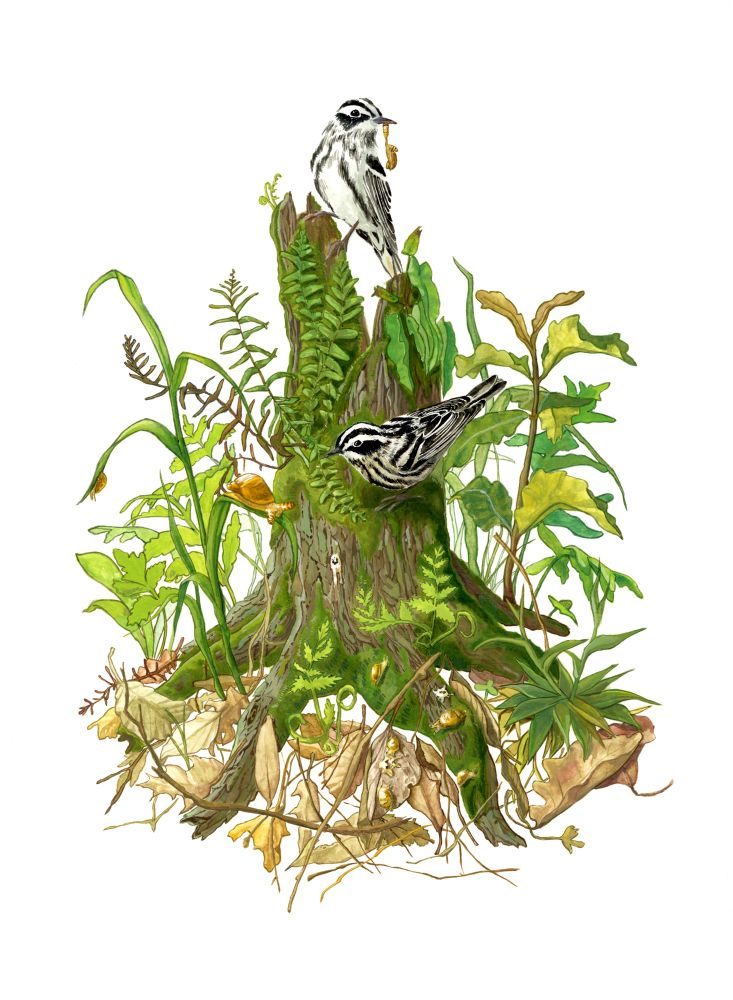 A planted scene featuring two black-and-white warbler on a stump. One warbler has a snail in its beak as the other looks at a soon to be eaten parasitized snail. Healthy snails are at the base eating bird poop. 