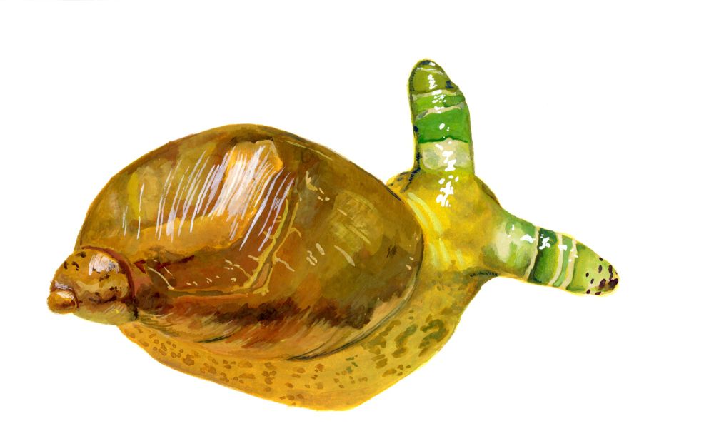 Gouache painting of an amber snail with green trematode parasites in its eyestalks