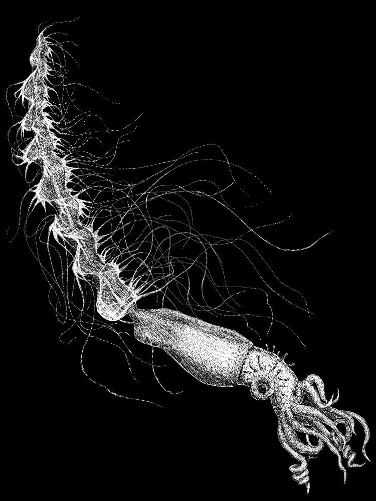 Black and white illustration of a cool squid with an interesting tail (?) on a black background