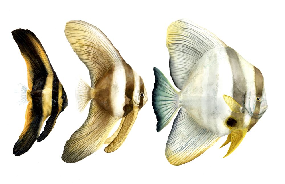 Painting of three batfish at different stages of life lined up next to each other