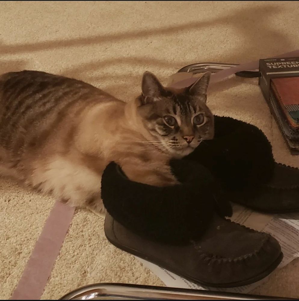 A grey and brown tabby with blue eyes lying down.  His front paws are jammed into a pair of black slippers with fluffy collars.  It is impossible to tell what his expression means, but the look is distant.