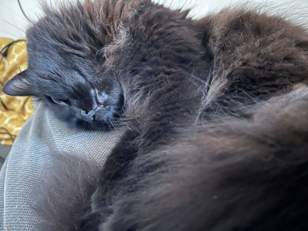 A long-haired black cat, lying down, head twisted so that its head is on the surface. 