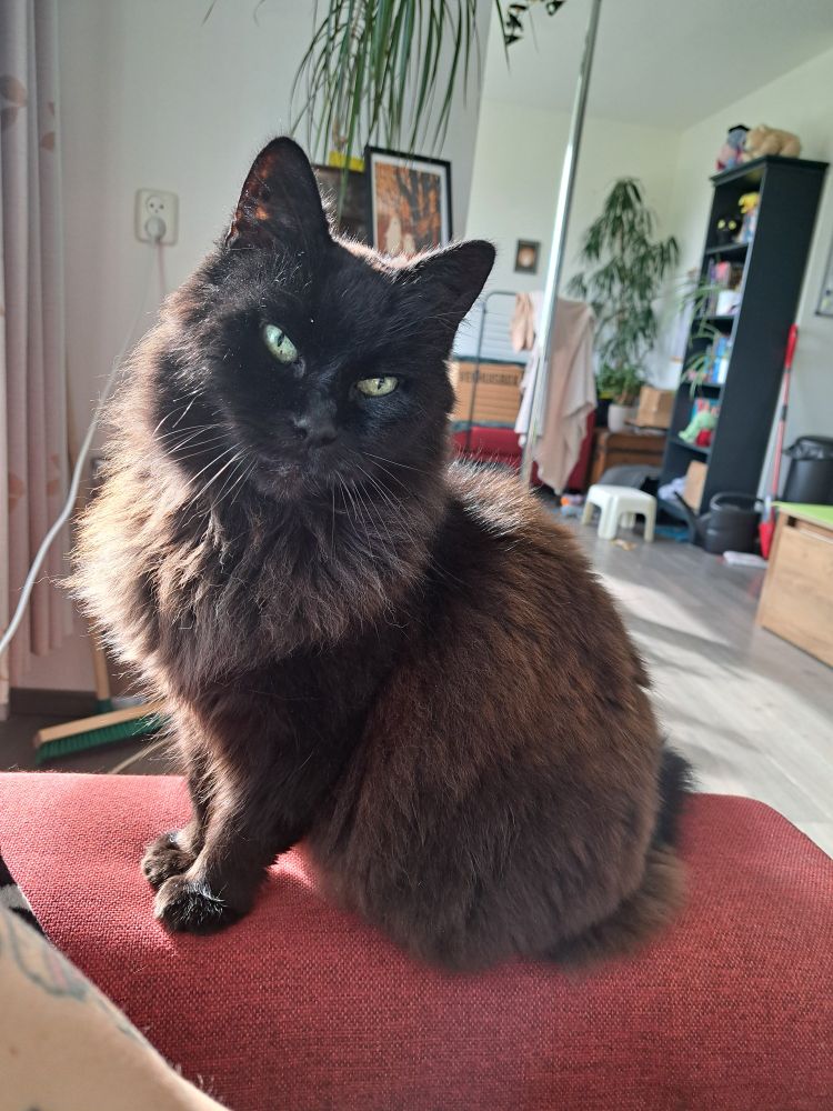 Foto van Hades. Hij is een zwarte, halflangharige kat met lichte geelgroene ogen. Zijn vacht laat zien dat hij op leeftijd is - de kleur is aan de uiteindes duidelijk lichter dan aan de wortels en hier en daar prijkt een grijze haar. Hij zit parmantig op de leuning van een rode bank en heeft zijn kop en hals naar de camera gericht. Aan één kant wordt hij belicht door het zonnetje buiten, waardoor hij er extra fancy uitziet. 