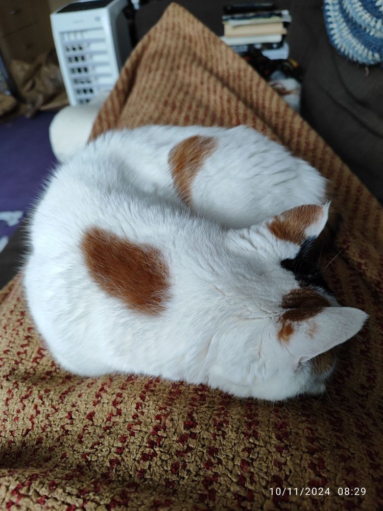 Mostly white cat with orange and black spots curled up on owner's lap, which is covered by a gold and rust coloured blanket