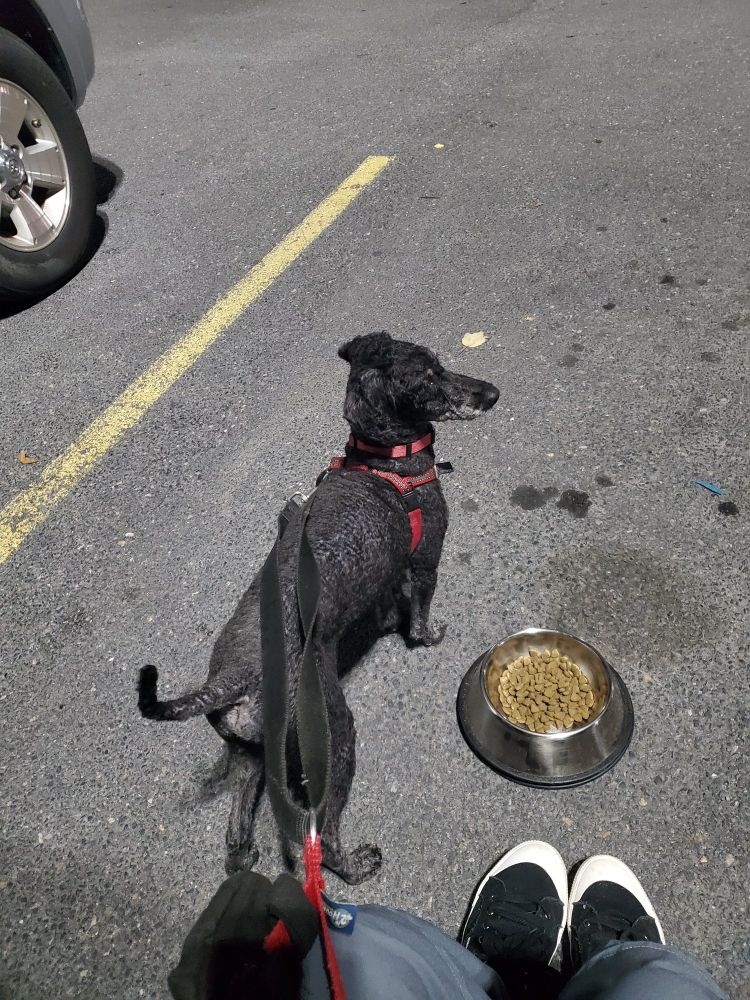 freddie, a naked and ridiculous black-and-grey miniature poodle, flagrantly ignores a bowlful of kibble and stares into the night... a tiny ridiculous sentinel 