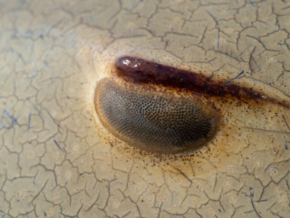 the compound eye of a horseshoe crabs looks similar to a bug's eye with many black circles packed into a ovular shape
