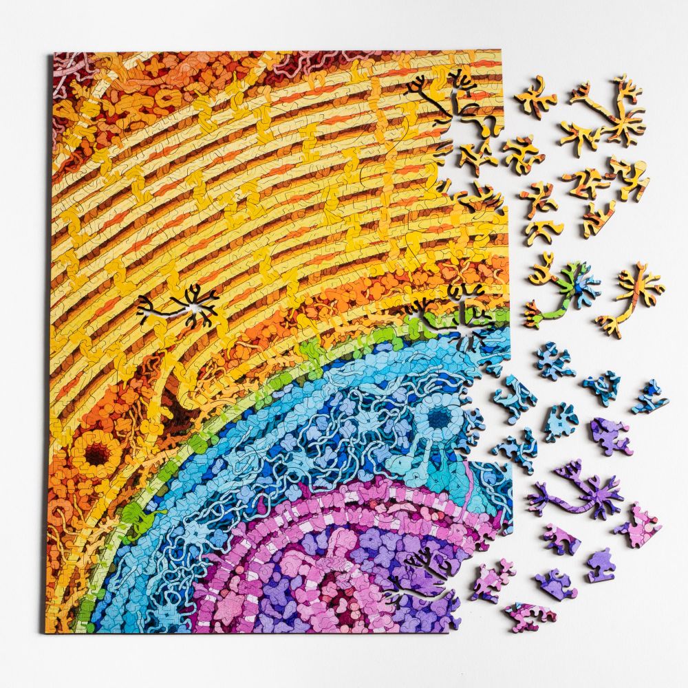 Neuron Puzzle with art by David Goodsell