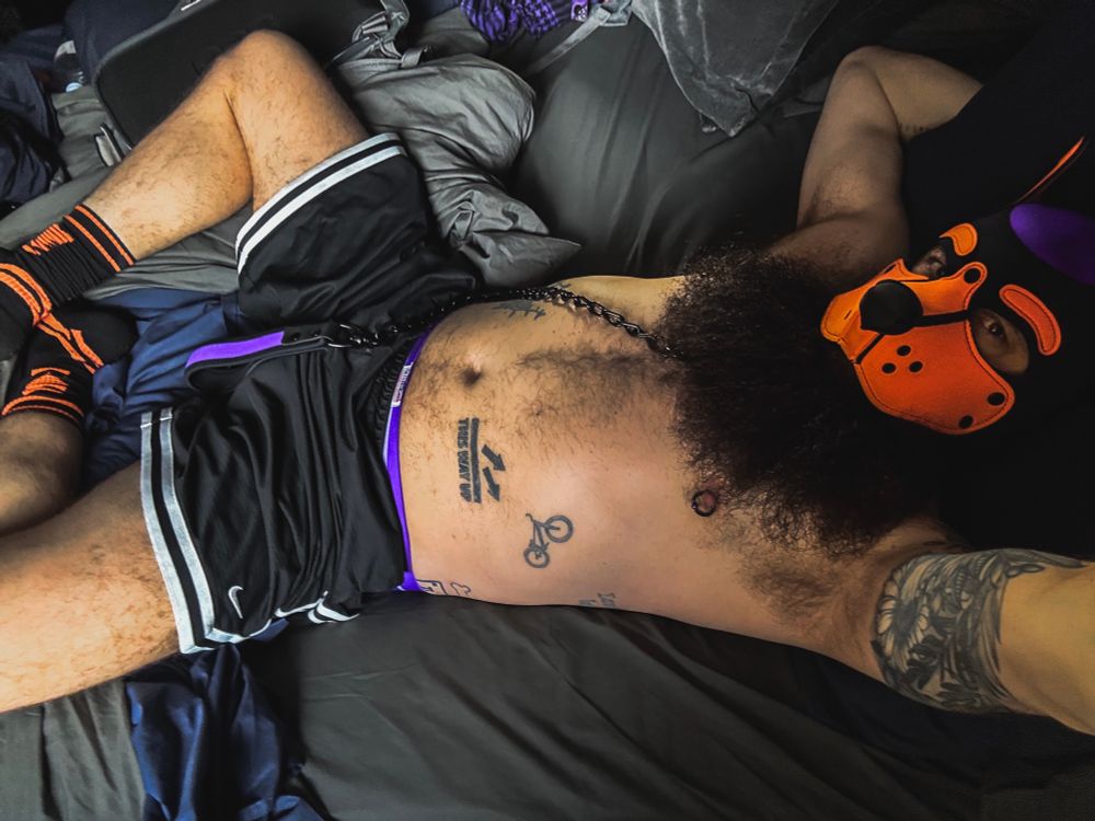 An orange and purple pup in black shorts sprawled on a bed waiting to have his lead pulled 