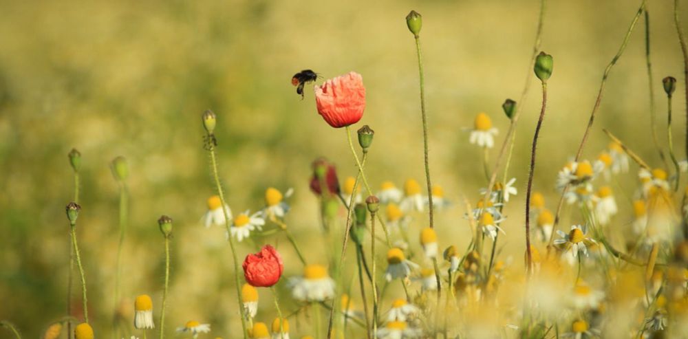 Bees have irrational biases when choosing which flowers to feed on − just like human shoppers do