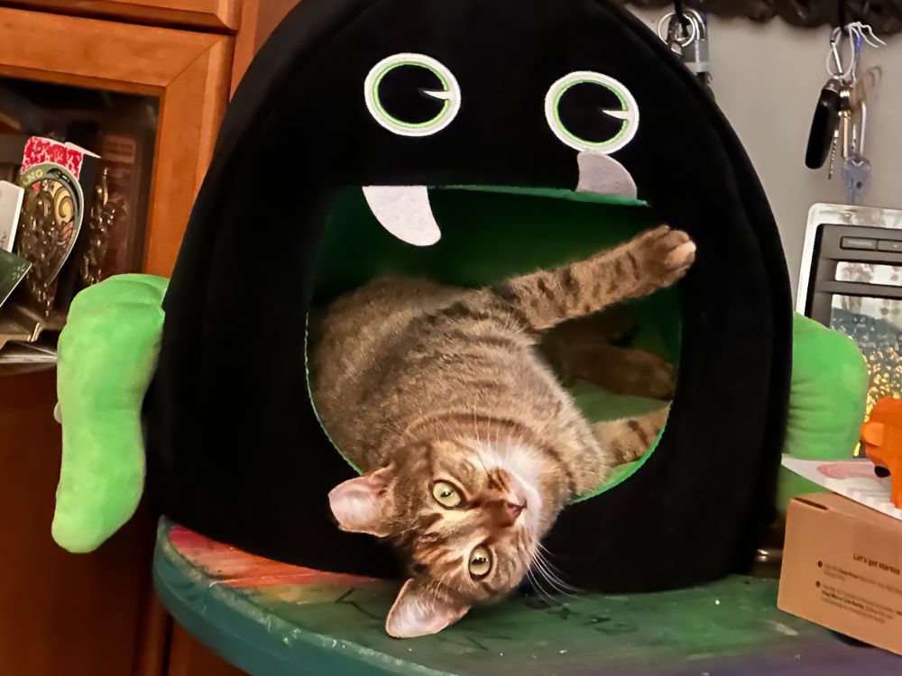 Young tan and black tabby cat with green eyes and a chipped ear indicative of a neutered feral cat in a goofy spider shaped pet bed.