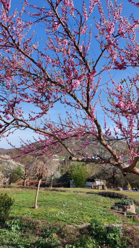 Man blickt über einen Garten mit jungen Bäumen und viel Wiese auf einen Hügel in der Ferne, die Bäume zeigen das erste Grün des Frühlings, im Vordergrund blüht eine Zierkirsche in kräftigem pink. Darüber ein strahlend blauer Himmel.