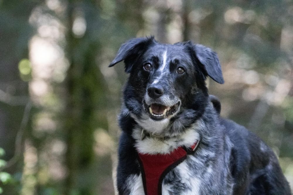 Photo de mon chien hyper heureux, bouche ouverte, oreilles en avant regard intrigué