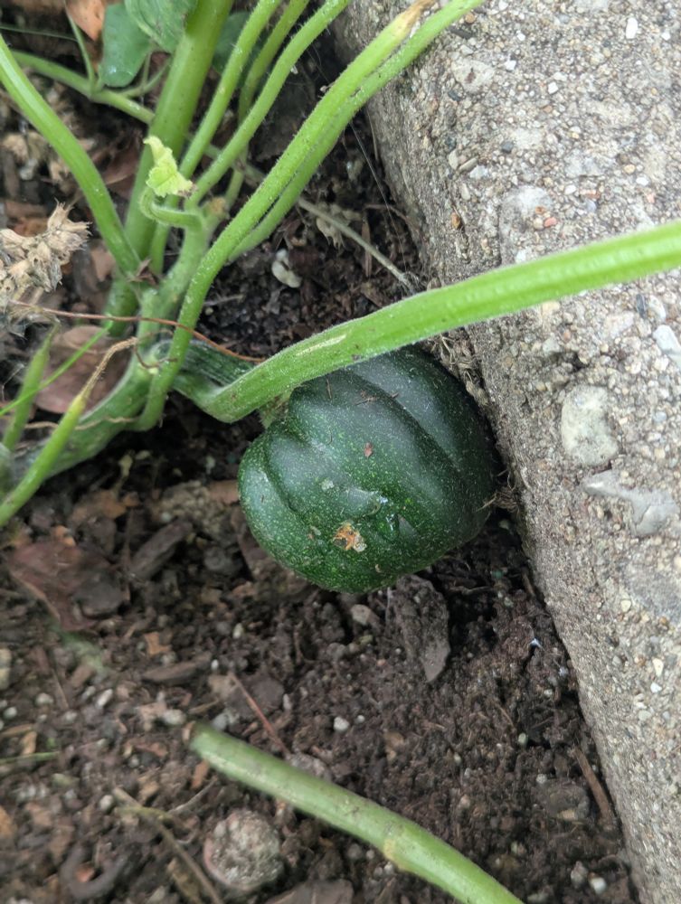 a green pumpkin?