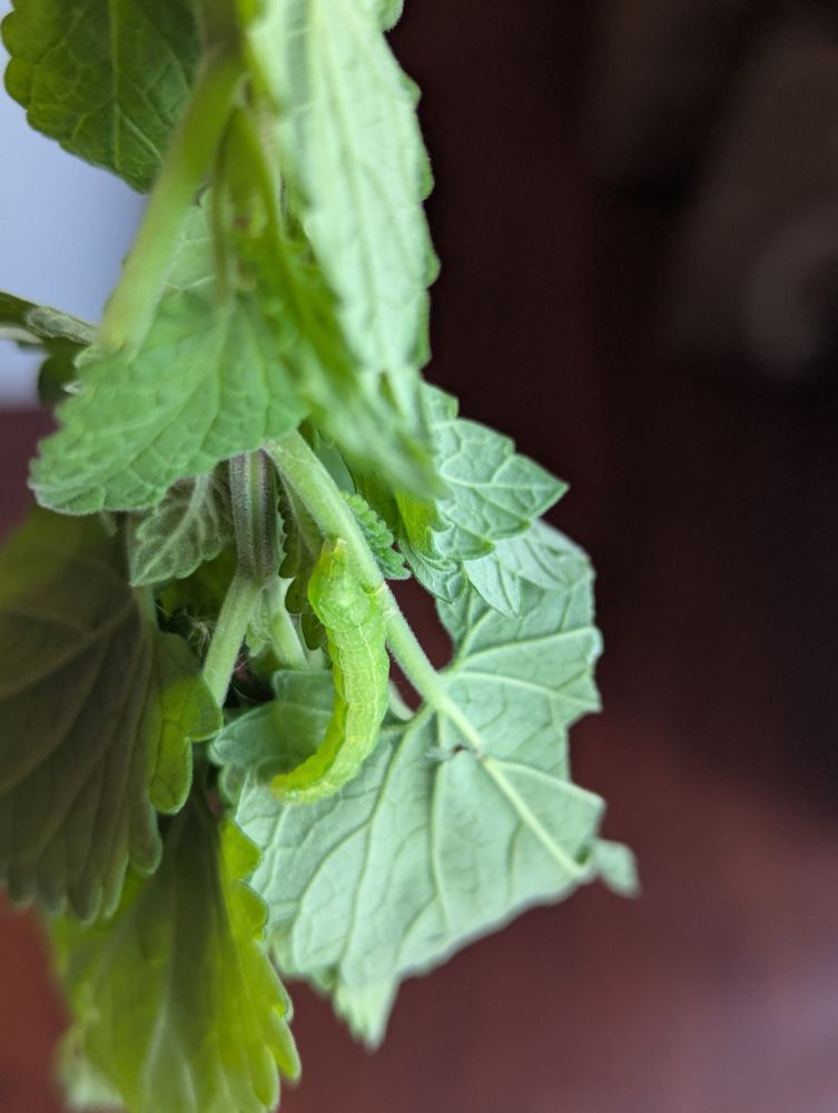 green worm on catnip