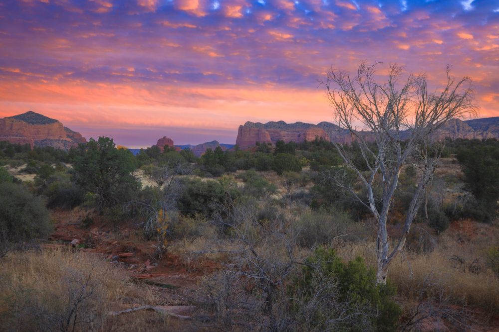 A vibrant desert landscape at sunrise, featuring red rock formations in the distance under a colorful sky streaked with pink, orange, and purple clouds. The foreground includes dry grasses, shrubs, and a leafless tree on the right, with scattered green bushes and a small red dirt path winding through the scene.
Photography by: David Lennard ©2025