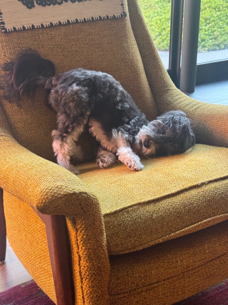 A gray fuzzy dog on a yellow chair digging in the cushion (head down, butt up)
