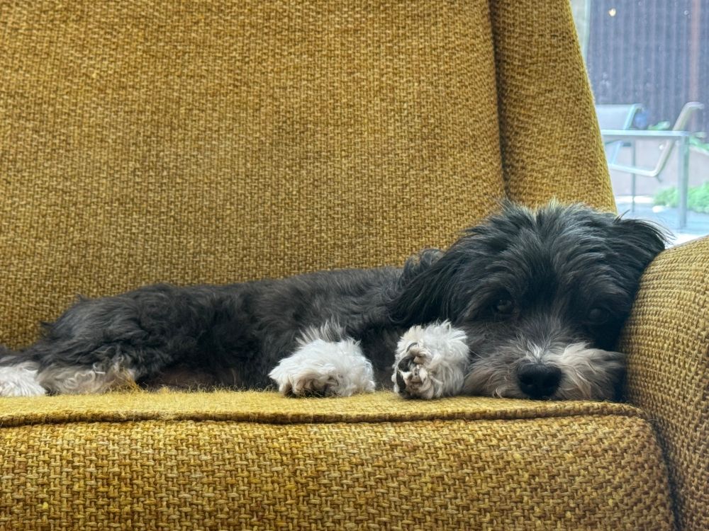 A fuzzy gray dog lying on a yellow chair with her head down and her paws off to one side