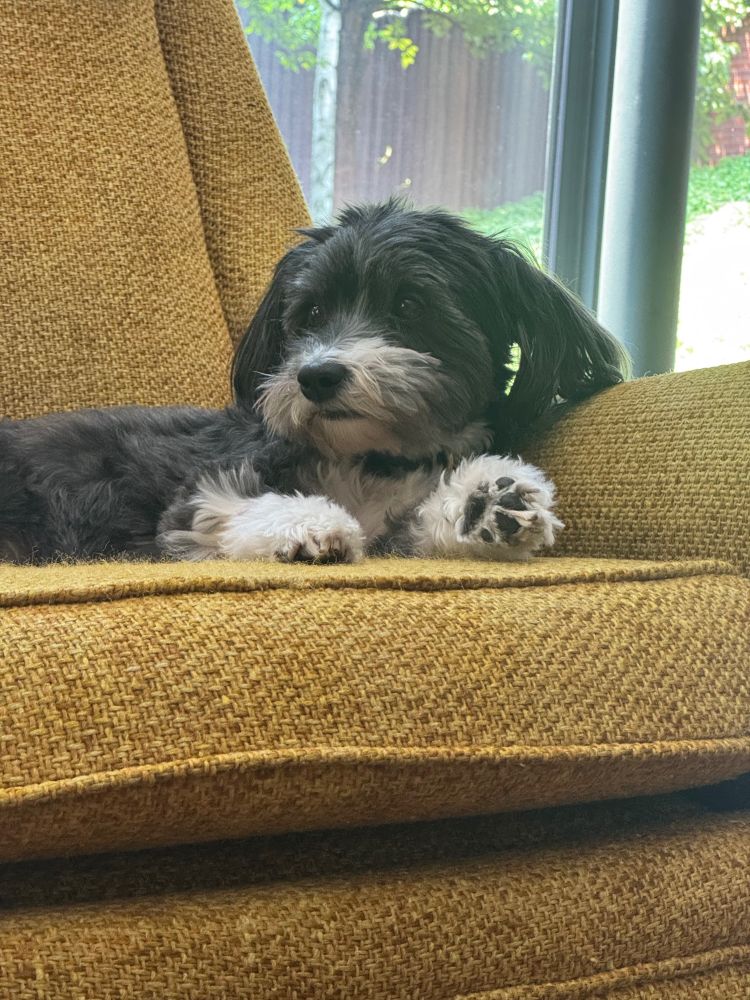 The same fuzzy gray dog on a yellow chair with her head up, looking off into the distance 