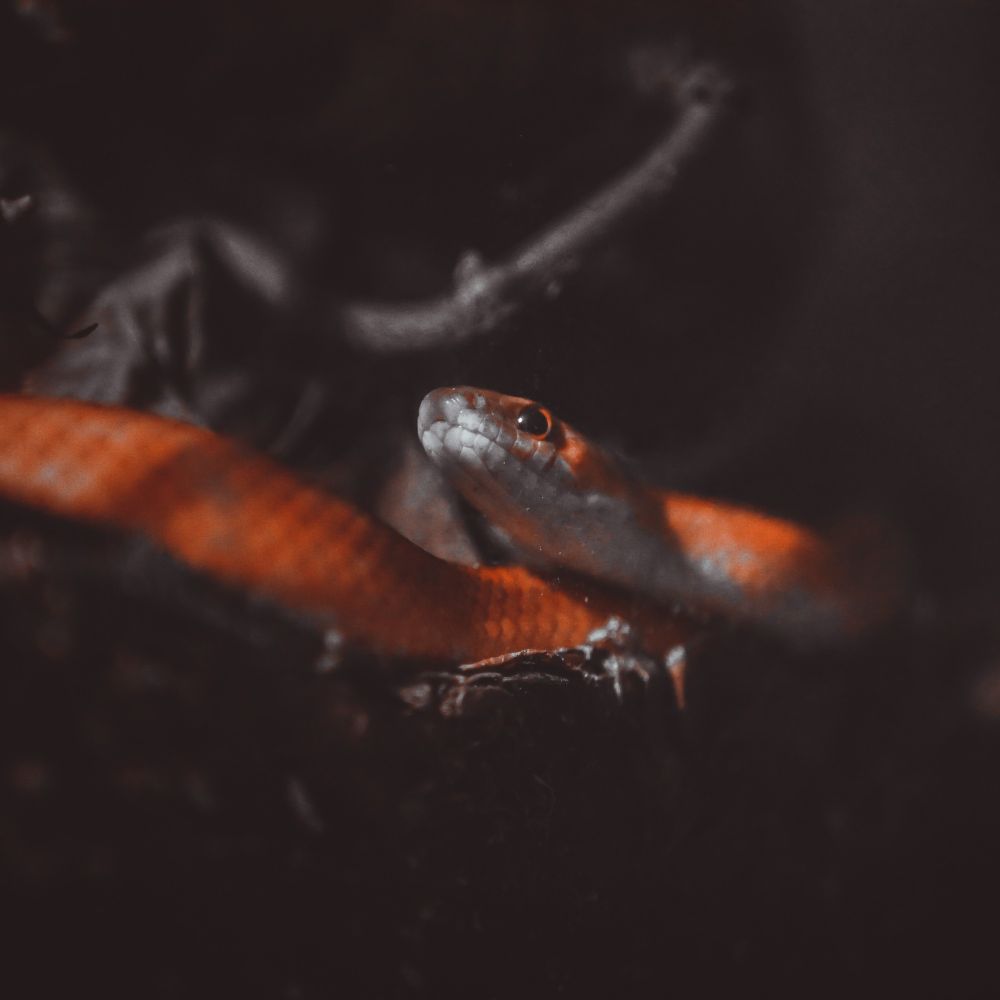 An edited black and white close up pic of a red male corn snake where the reds have been left in to givr contrast to the pic