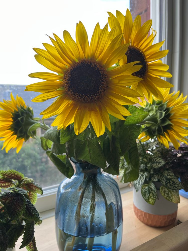 A blue vase full of bright yellow sunflowers 