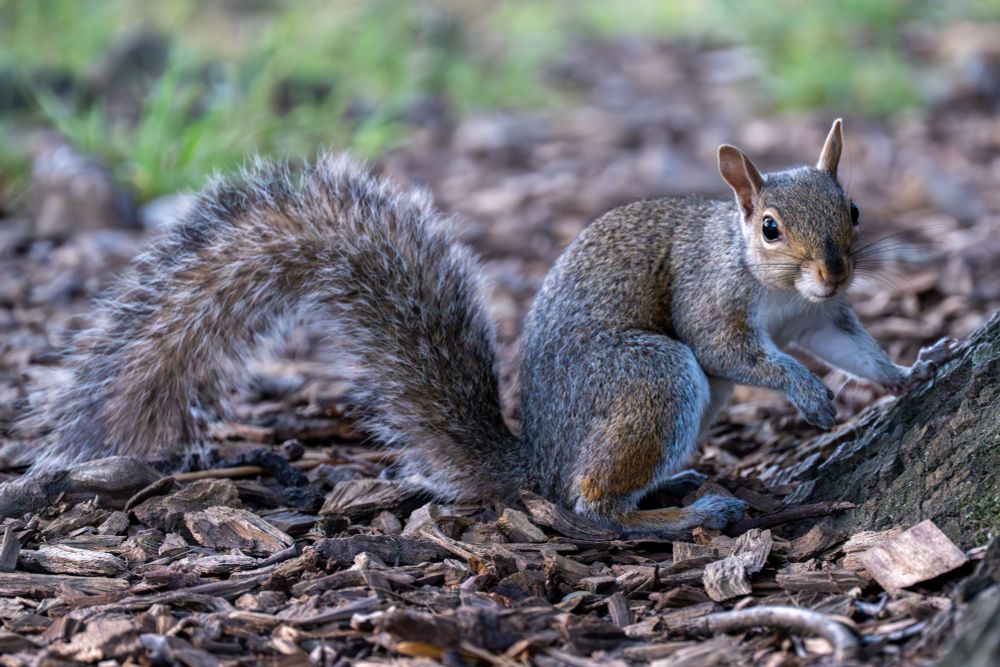 Photo of an eastern gray squirrel, in profile, on wood chips at the base of a tree, looking at the camera, grass in the background, long fluffy tail arched, at the Brooklyn Botanic Garden.