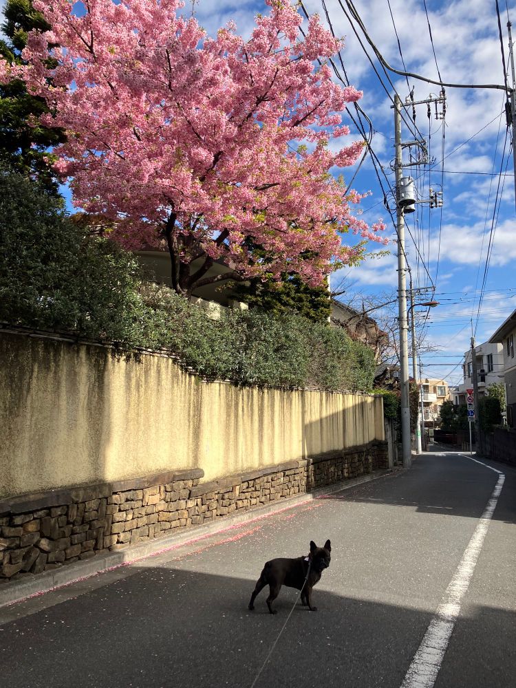 Under a cherry blossom tree, a cute five-year-old French bulldog is happy to see the arrival of spring.