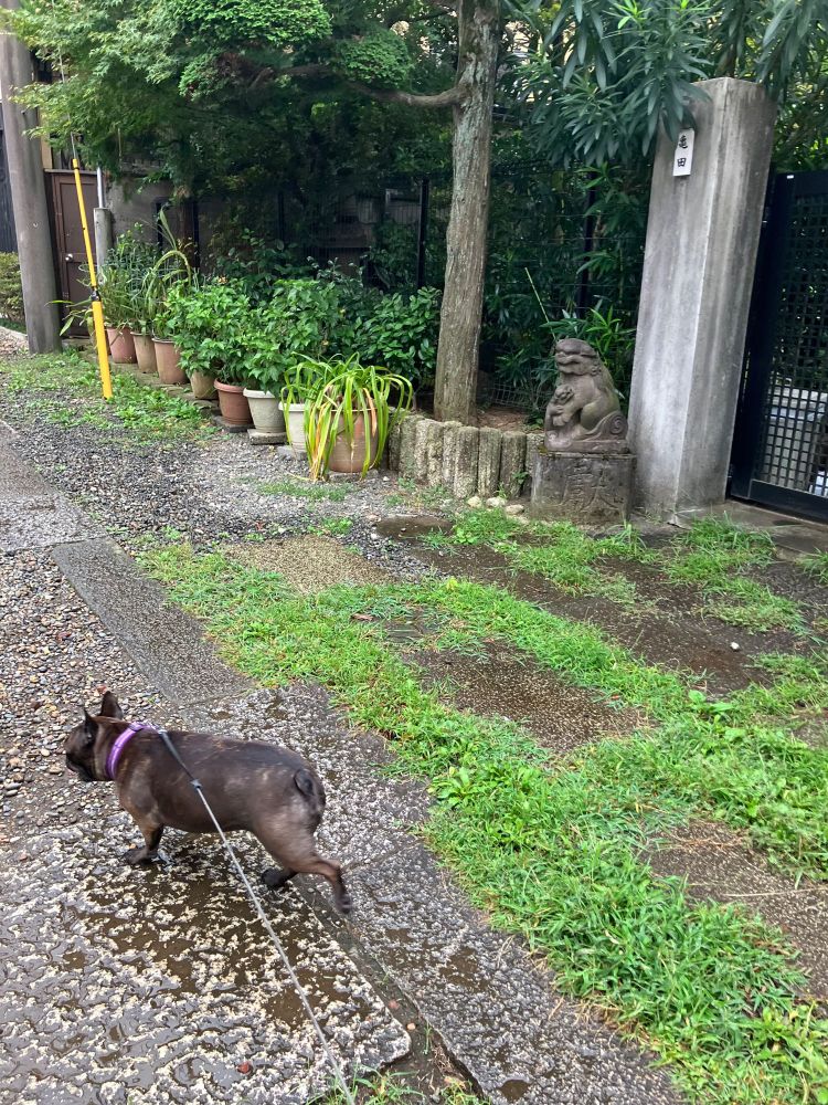 Buldog francuski spaceruje w deszczu, potrząsając pośladkami.